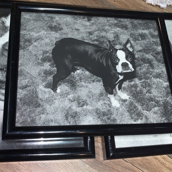 Set of 3 Professionally Framed Boston Terrier Gallery Wall Prints Vintage Photos - Picture 5 of 17